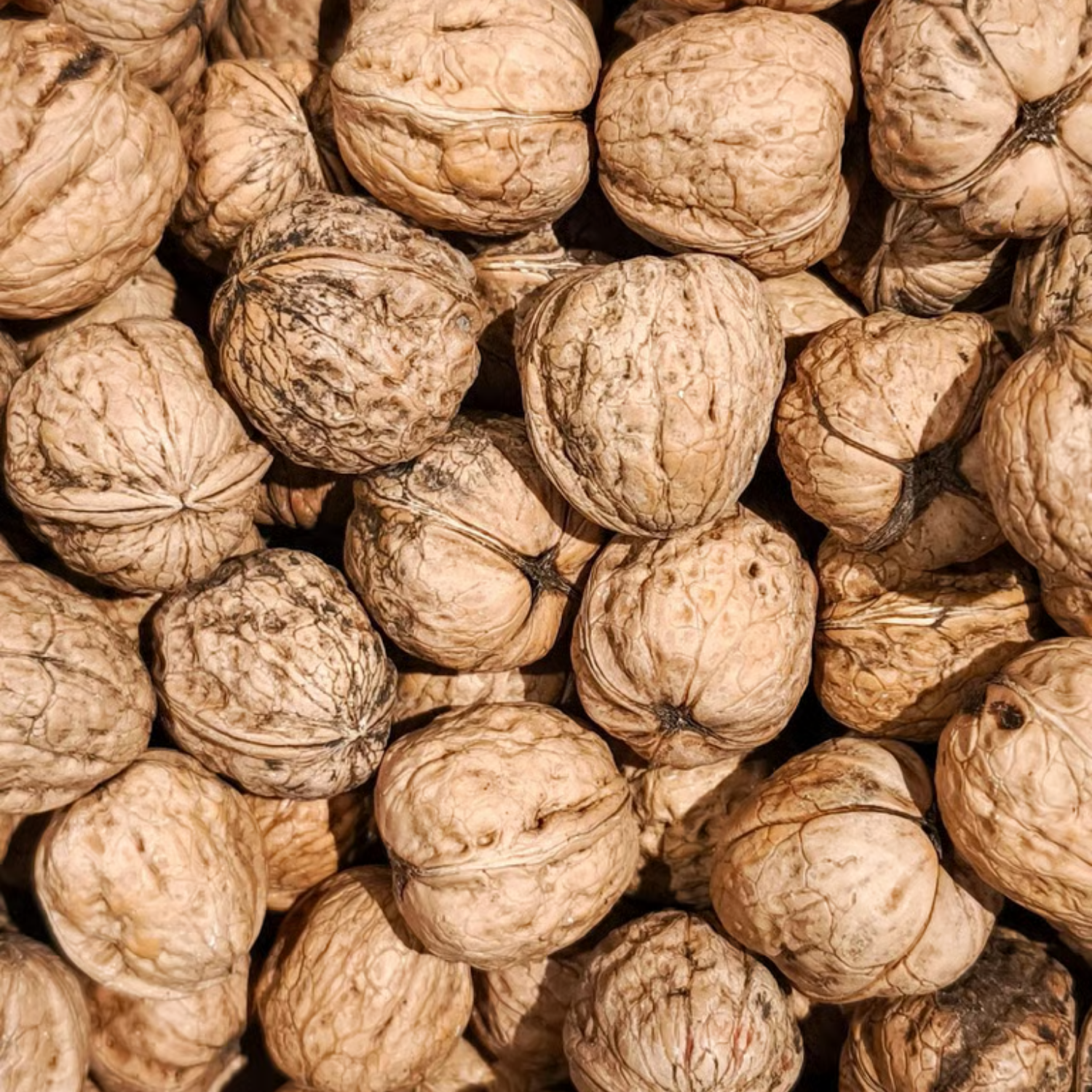 Walnut Walnut - Image 1